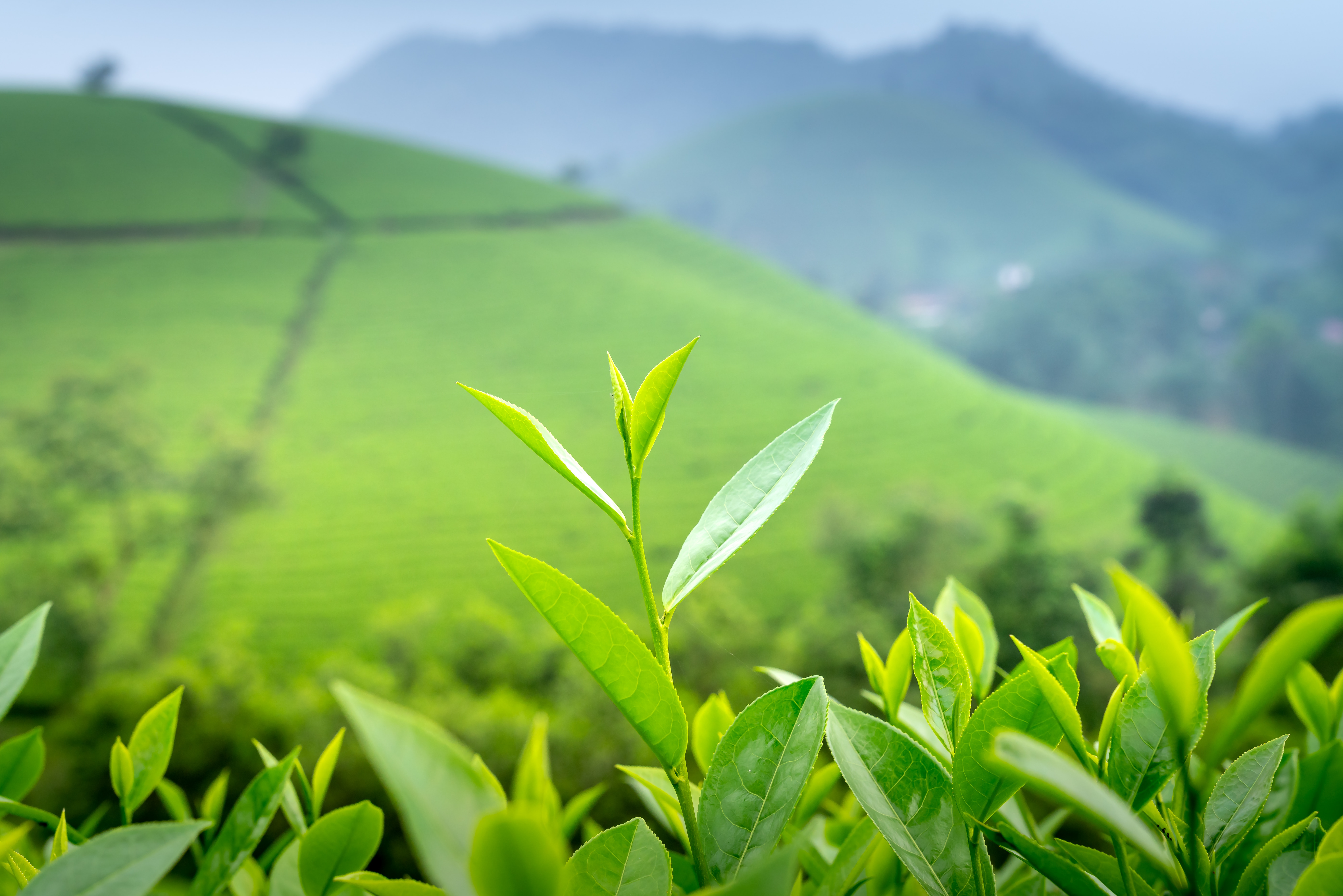 L-Theanine: The Green Tea Extract You’ve Been Hearing Buzz About